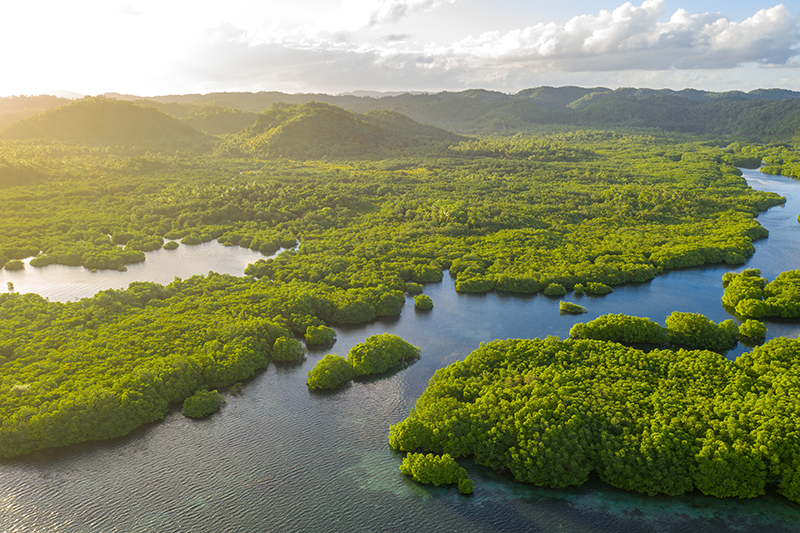 Brazil Negro River