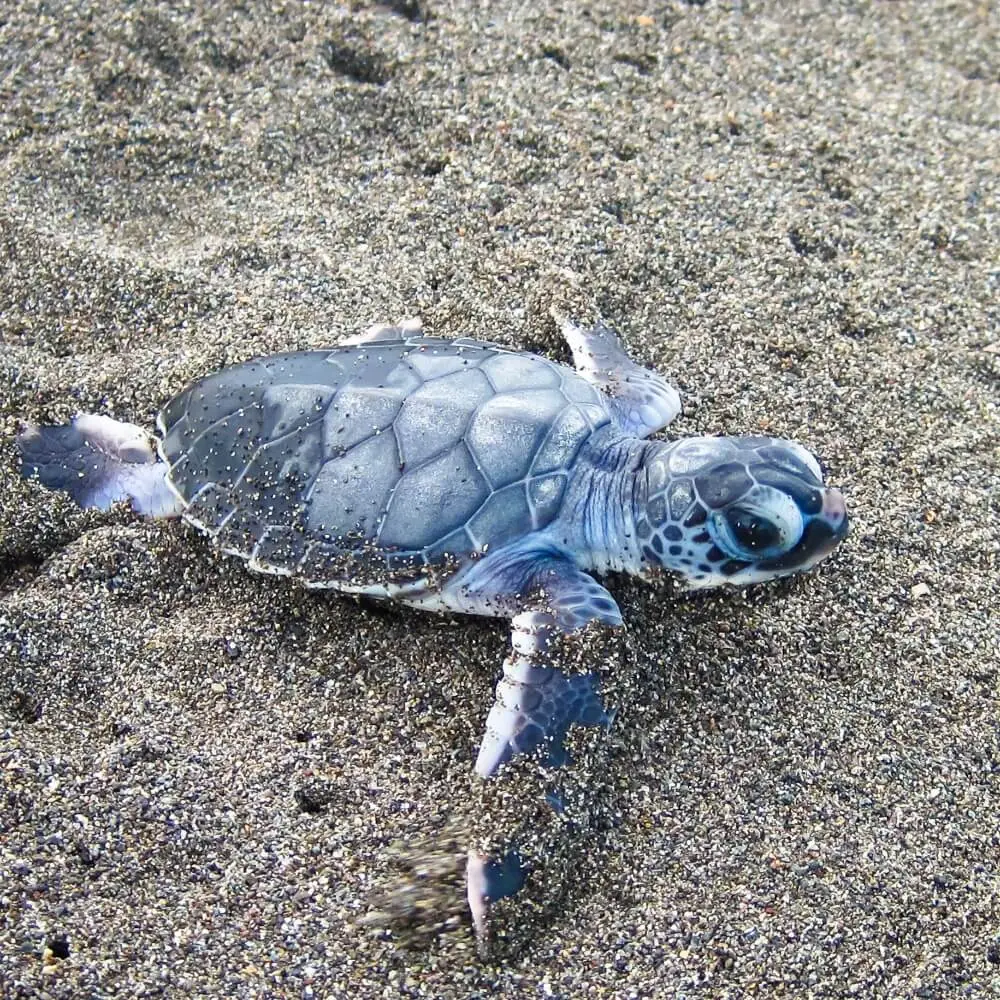Tortuguero National Park student tours