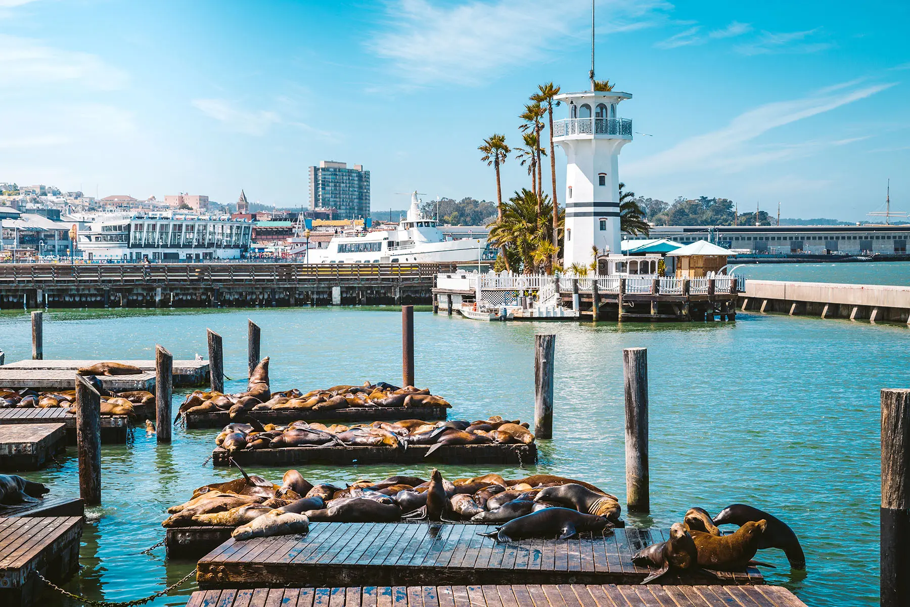 Pier 39 with famous sea lions, San Francisco, USA