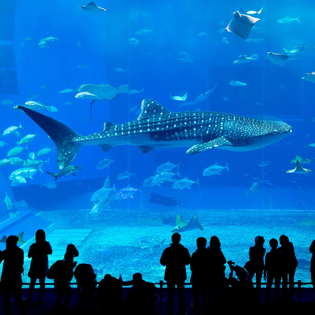 Whale shark in Okinawa Churaumi Aquarium