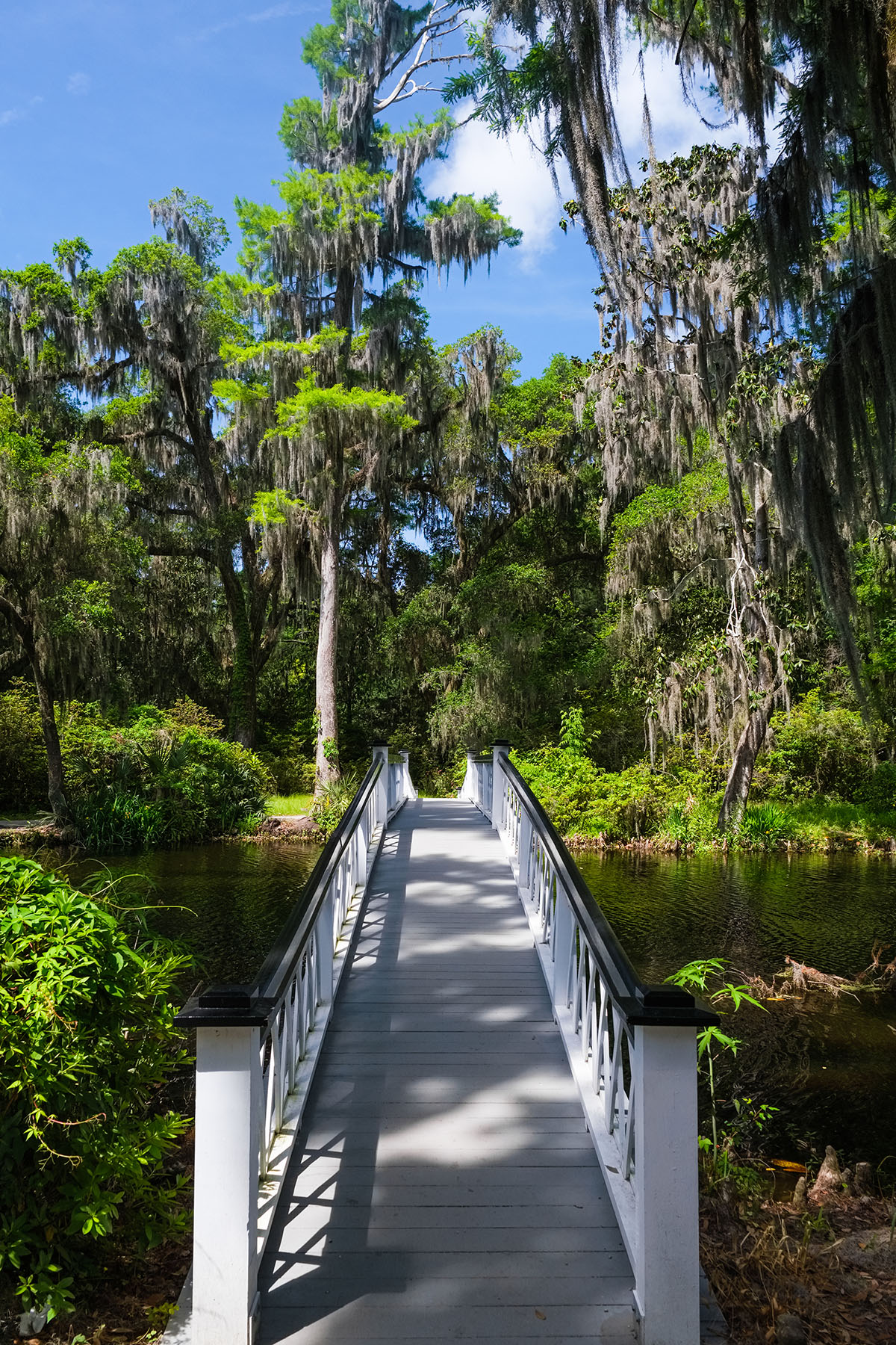 Charleston Landscape