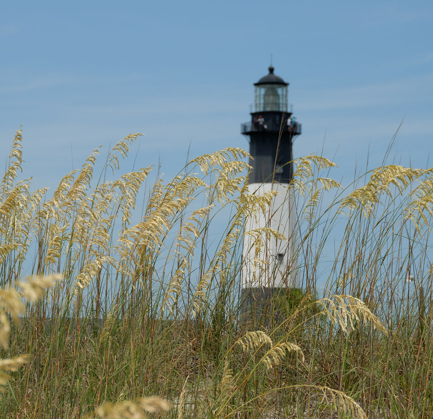 Sea Oats with lighthouse in background