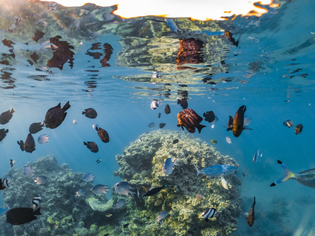 wonderful-and-beautiful-underwater-world-with-cora-2025-01-08-03-31-11-utc