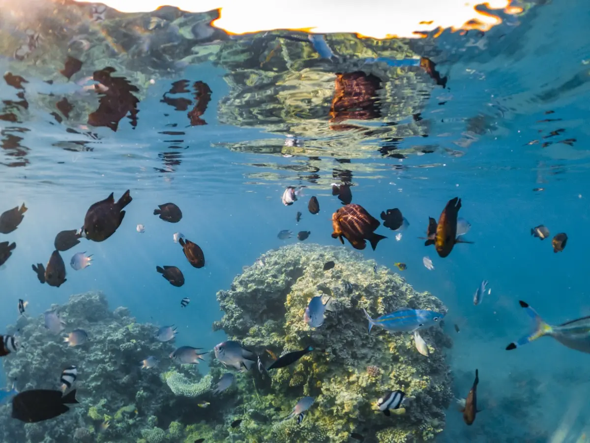 wonderful-and-beautiful-underwater-world-with-cora-2025-01-08-03-31-11-utc