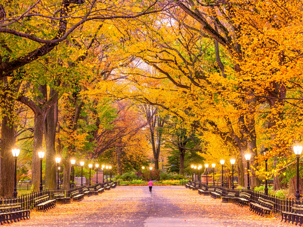A Bit Of Everything In NYC for students
