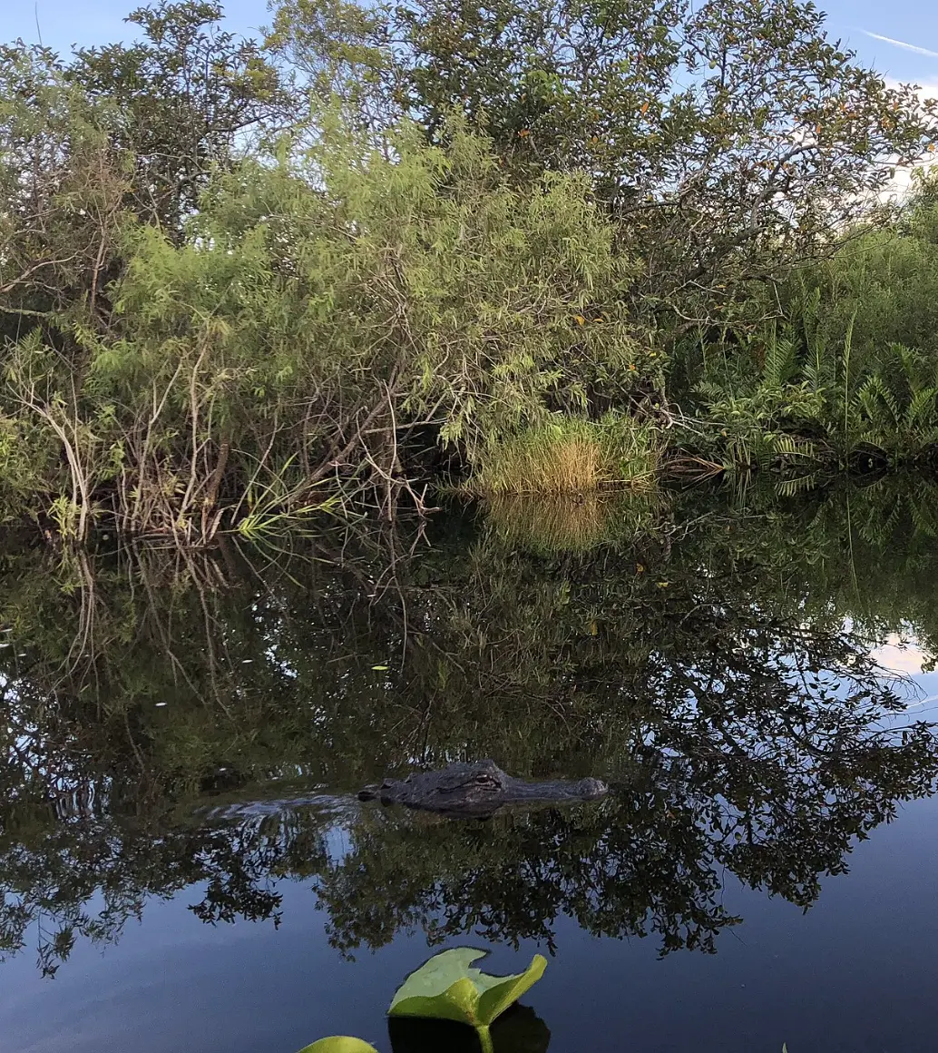 Florida Everglades