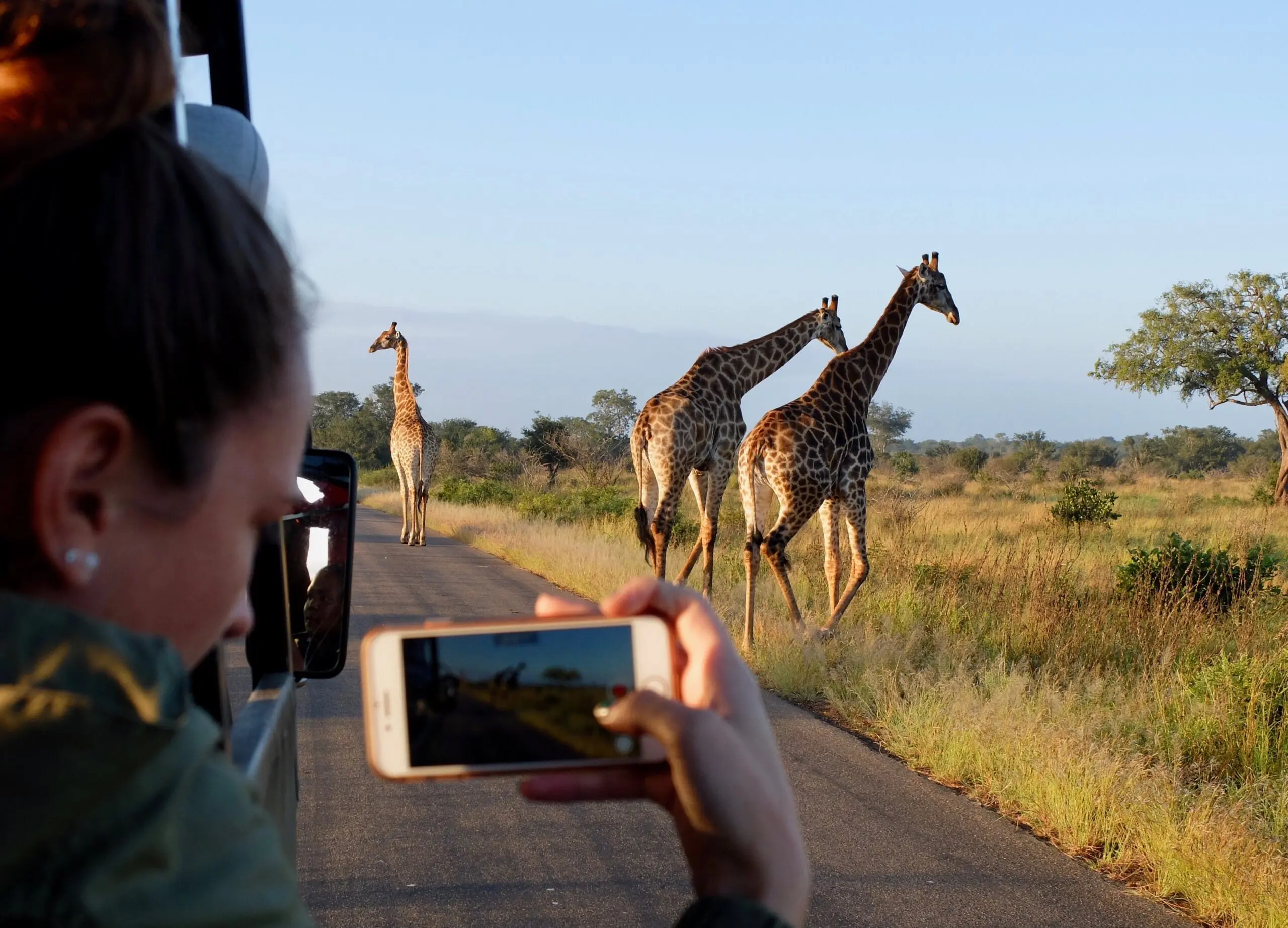 giraffes on a safari in South Africa