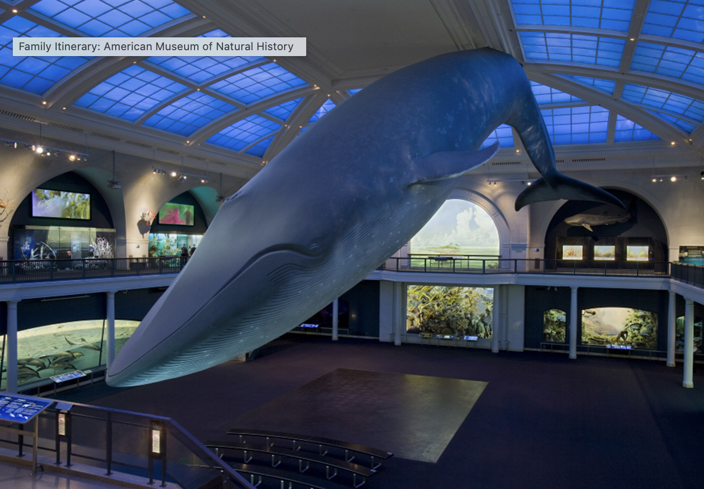 Whale at American Museum of Natural History student tours